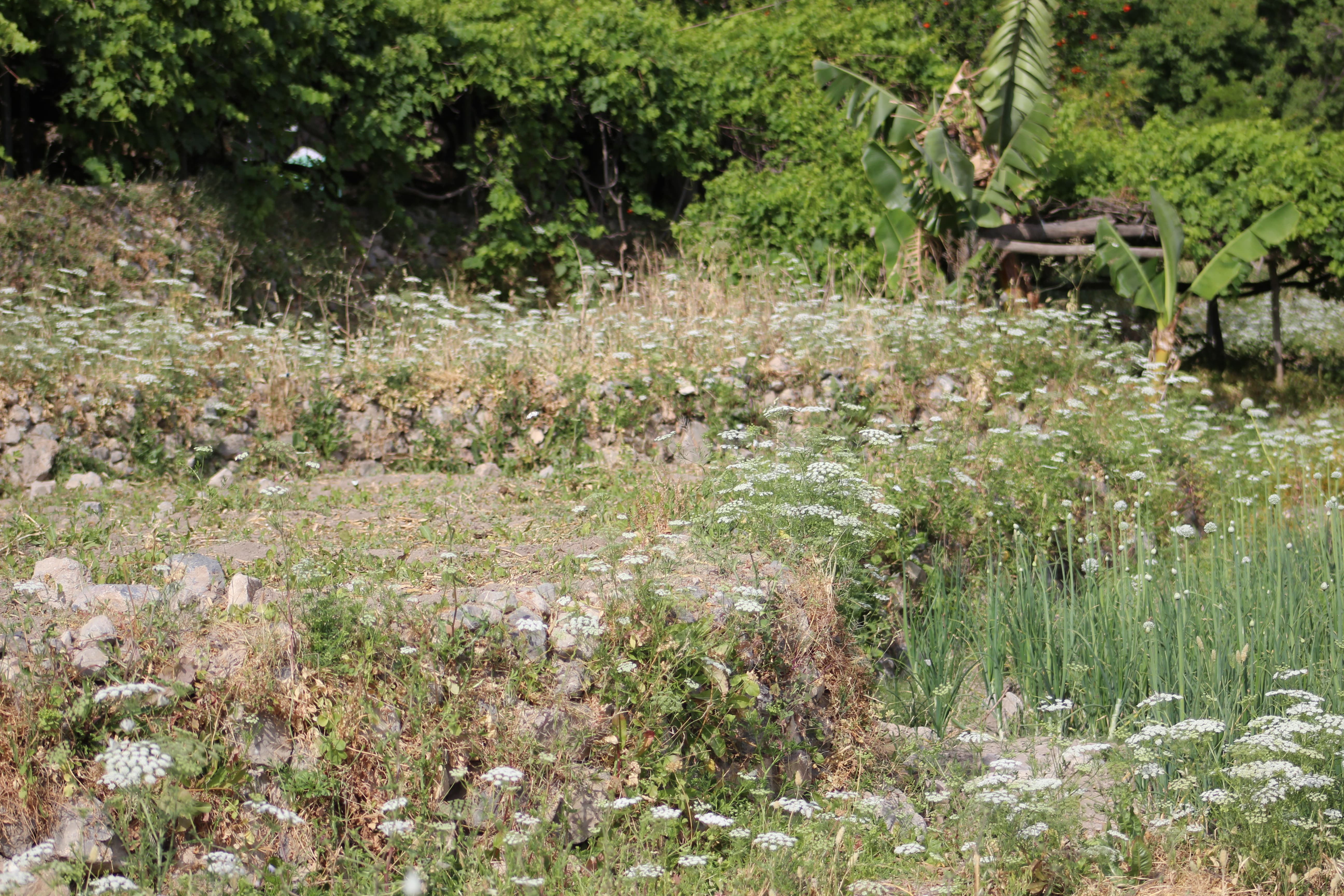 Plant Image